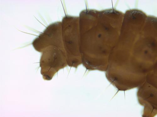Aquatic Moth Larvae